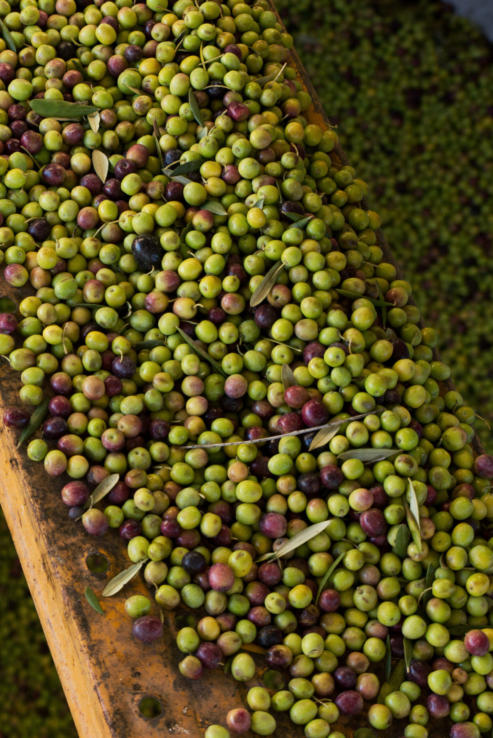 Large quantity of harvested olives in containers
