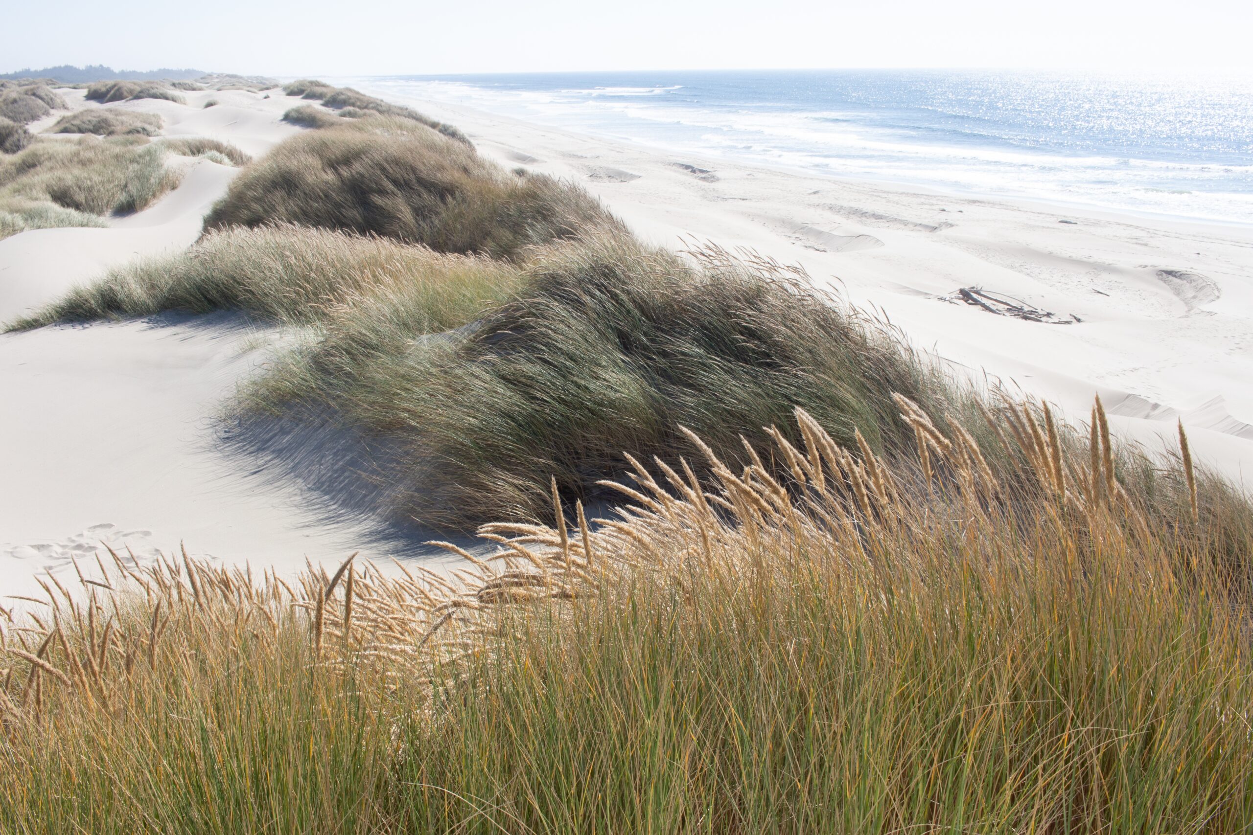 Mangawhai beach dunes with ocean, sand, and flax grass
