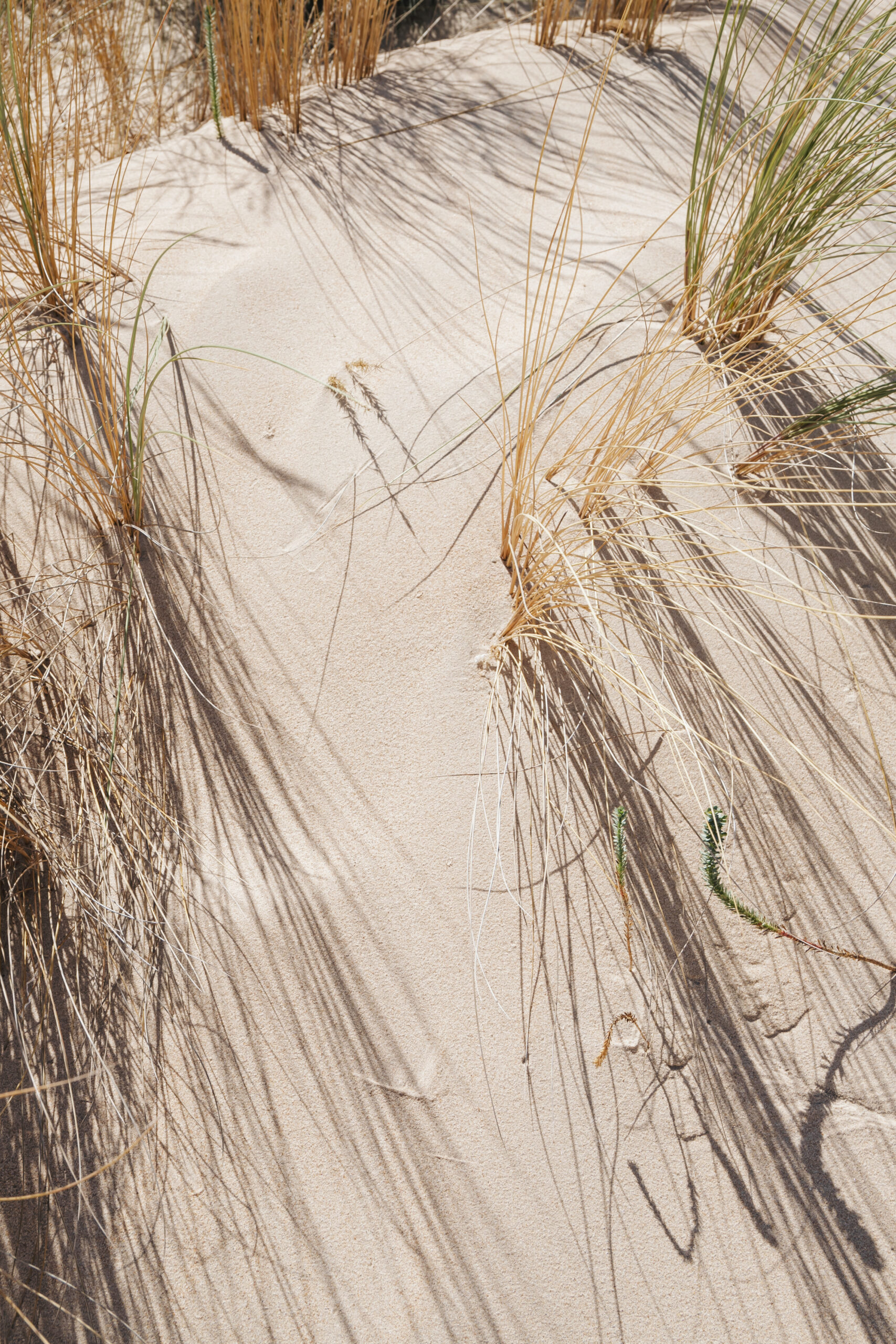 Close-up of sandy soil at Mangawhai highlighting its texture
