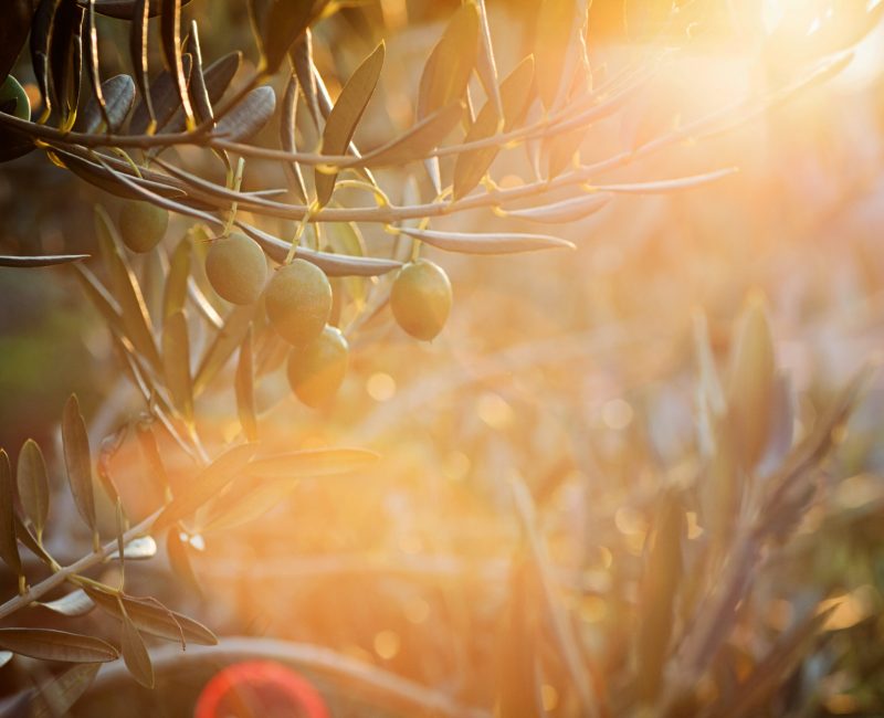 Close‑up of ripe olives hanging from branch in the Tern Point grove