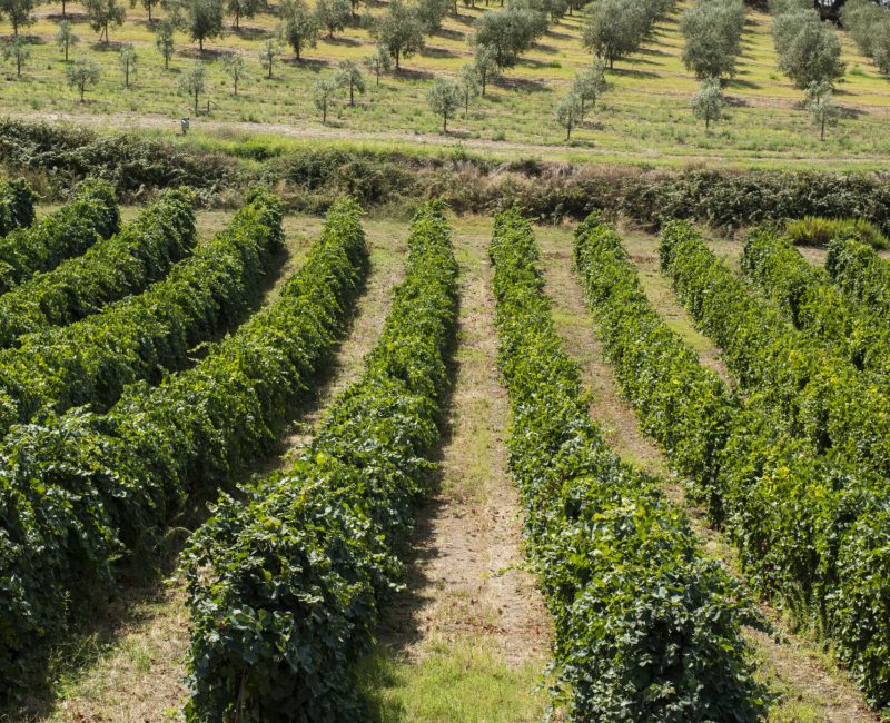 Side view of an olive tree and visible row within the grove